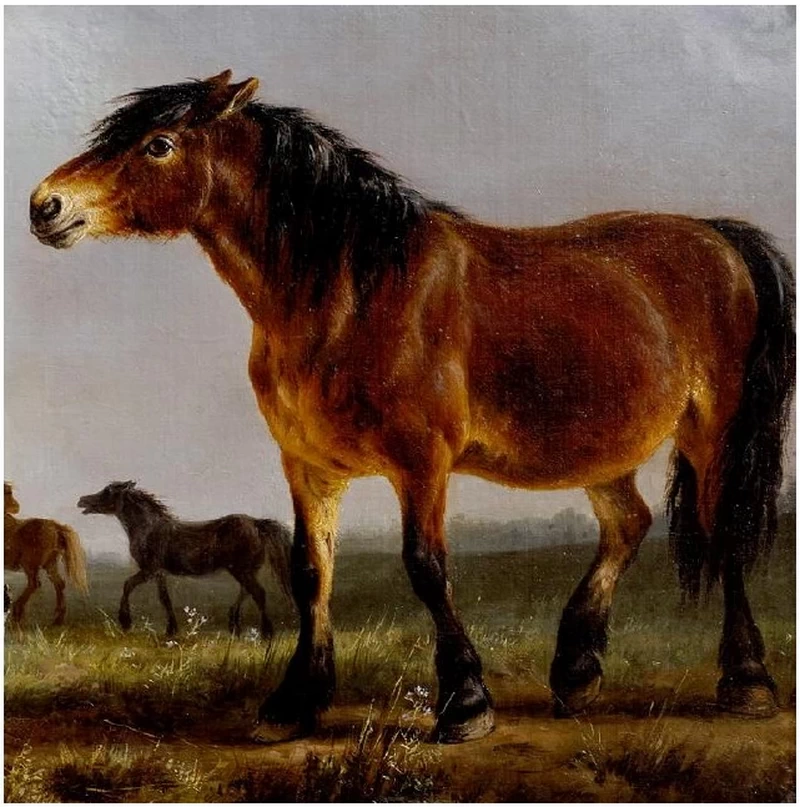 Cavalli